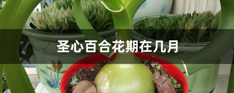 圣心百合花期在几月 圣心百合花期在几月