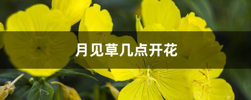 月见草几点开花 月见草几点开花