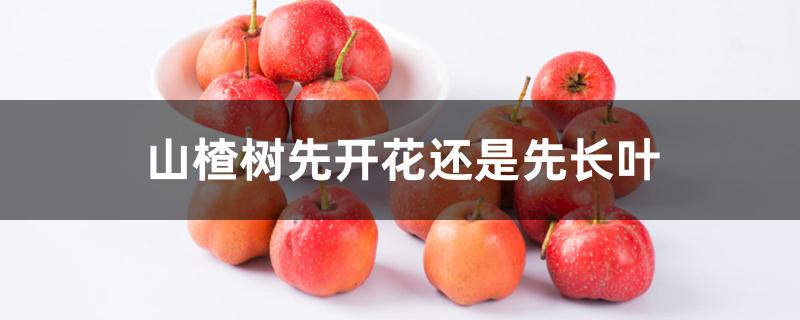 山楂树先开花还是先长叶 山楂树先开花还是先长叶