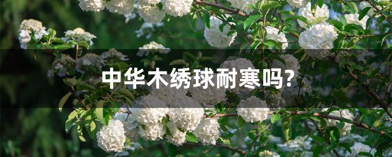 中华木绣球耐寒吗? 中华木绣球耐寒吗?