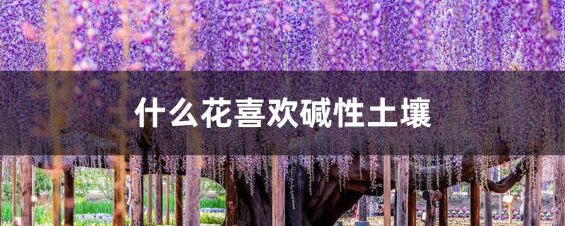 什么花喜欢碱性土壤 什么花喜欢碱性土壤