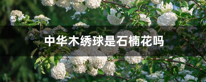 中华木绣球是石楠花吗 中华木绣球是石楠花吗