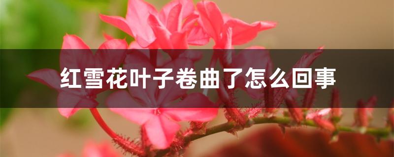红雪花叶子卷曲了怎么回事 红雪花叶子卷曲了怎么回事