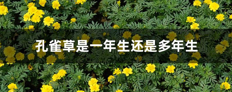 孔雀草是一年生还是多年生 孔雀草是一年生还是多年生