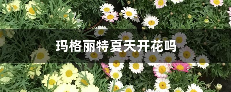 玛格丽特夏天开花吗 玛格丽特夏天开花吗