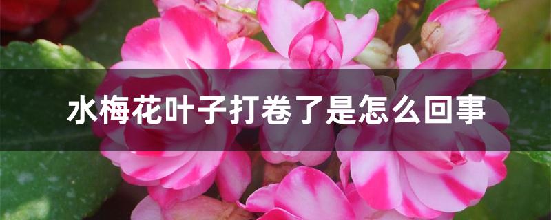 水梅花叶子打卷了是怎么回事 水梅花叶子打卷了是怎么回事