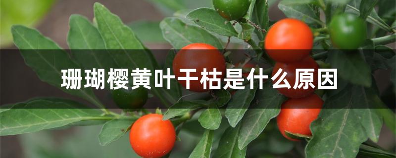 珊瑚樱黄叶干枯是什么原因 珊瑚樱黄叶干枯是什么原因