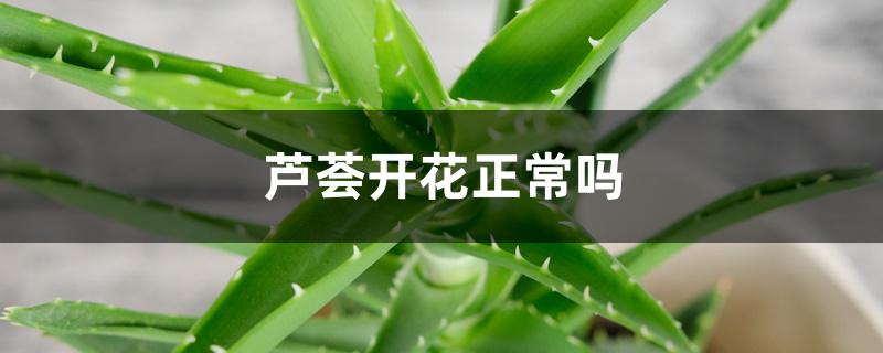 芦荟开花正常吗 芦荟开花正常吗