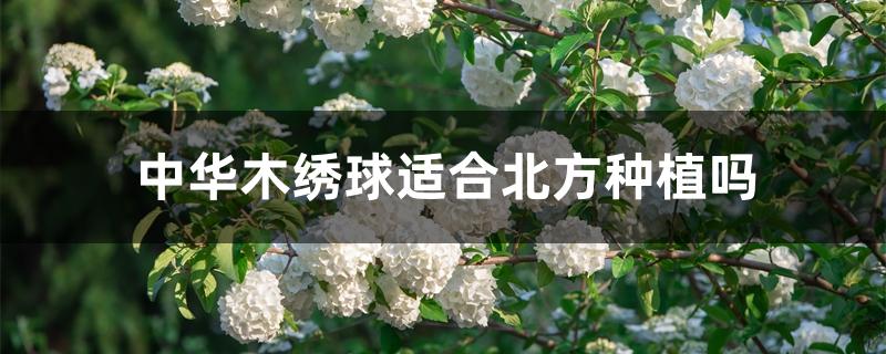 中华木绣球适合北方种植吗 中华木绣球适合北方种植吗