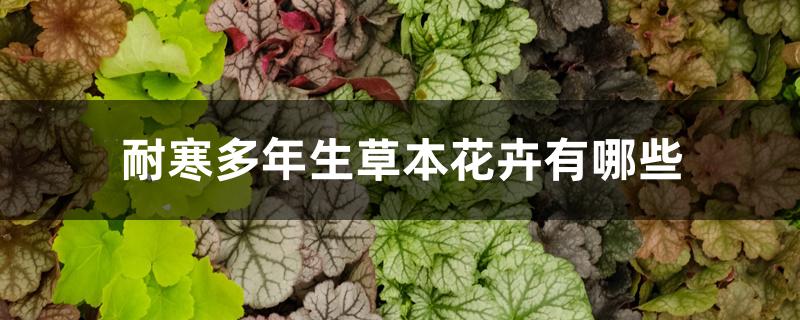 耐寒多年生草本花卉有哪些 耐寒多年生草本花卉有哪些