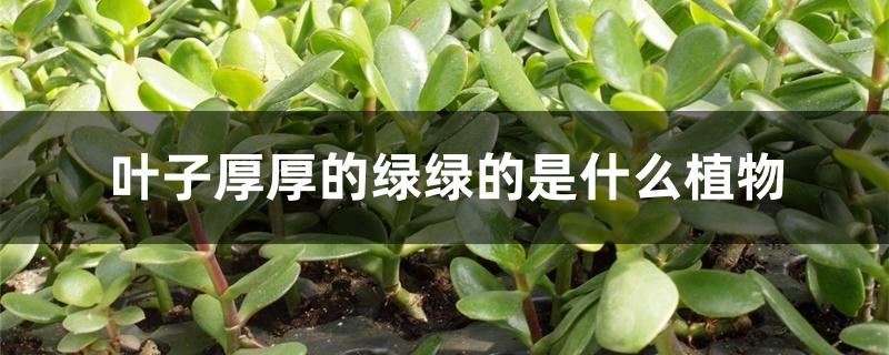 叶子厚厚的绿绿的是什么植物 叶子厚厚的绿绿的是什么植物