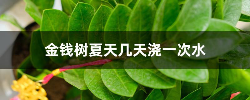 金钱树夏天几天浇一次水 金钱树夏天几天浇一次水