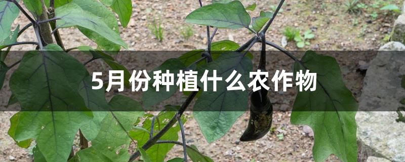 5月份种植什么农作物 5月份种植什么农作物
