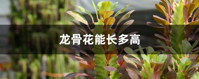 龙骨花能长多高 龙骨花能长多高