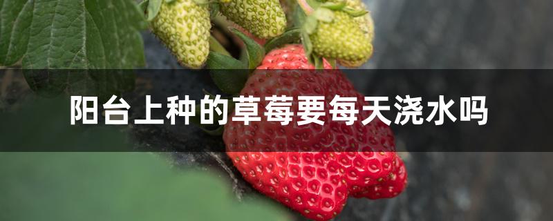 阳台上种的草莓要每天浇水吗 阳台上种的草莓要每天浇水吗