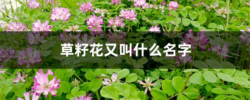 草籽花又叫什么名字 草籽花又叫什么名字
