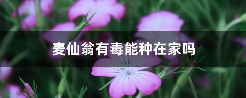 麦仙翁有毒能种在家吗 麦仙翁有毒能种在家吗