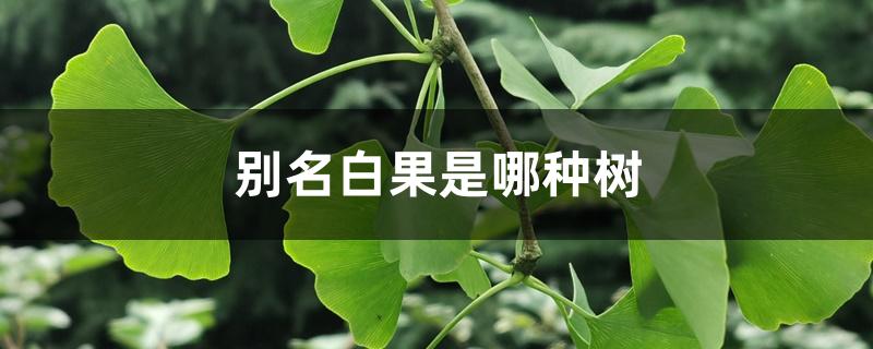 别名白果是哪种树 别名白果是哪种树