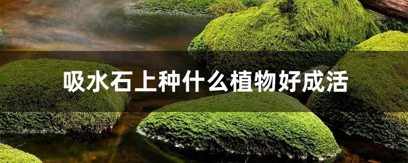 吸水石上种什么植物好成活 吸水石上种什么植物好成活