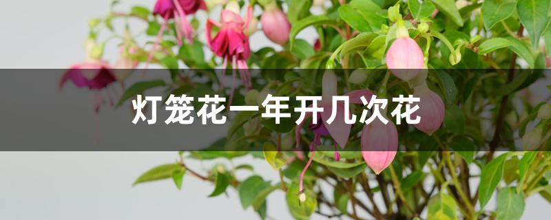 灯笼花一年开几次花 灯笼花一年开几次花