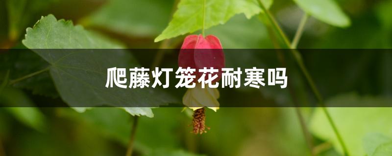 爬藤灯笼花耐寒吗 爬藤灯笼花耐寒吗