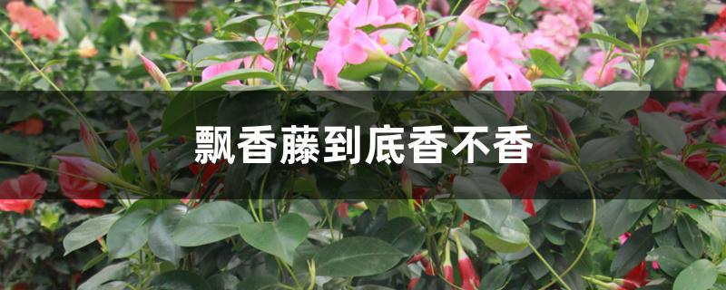 飘香藤到底香不香 飘香藤到底香不香