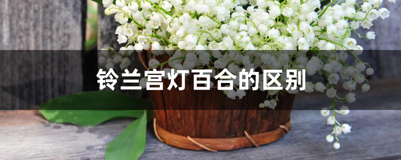 铃兰宫灯百合的区别 铃兰宫灯百合的区别
