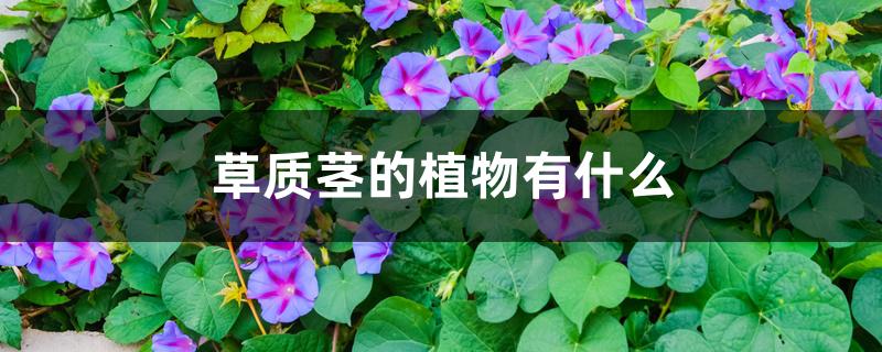 草质茎的植物有什么 草质茎的植物有什么