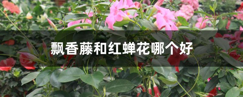 飘香藤和红蝉花哪个好