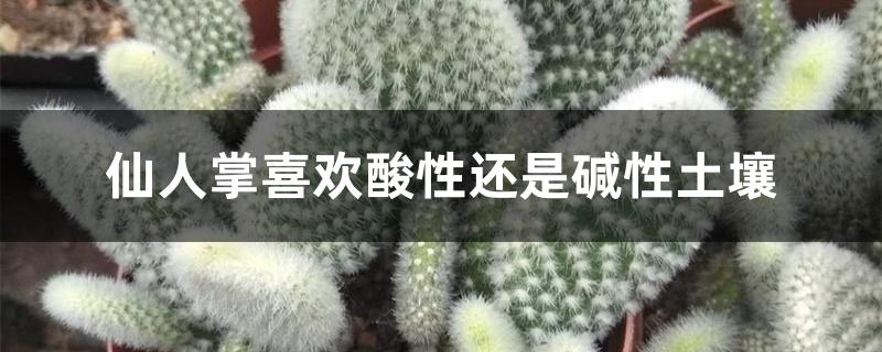 仙人掌喜欢酸性还是碱性土壤 仙人掌喜欢酸性还是碱性土壤