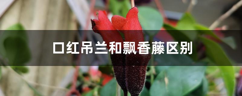 口红吊兰和飘香藤区别 口红吊兰和飘香藤区别