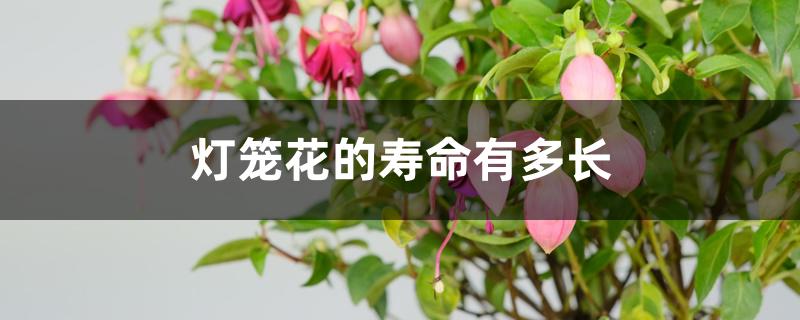 灯笼花的寿命有多长 灯笼花的寿命有多长