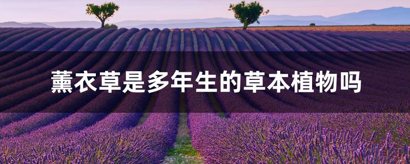 薰衣草是多年生的草本植物吗 薰衣草是多年生的草本植物吗