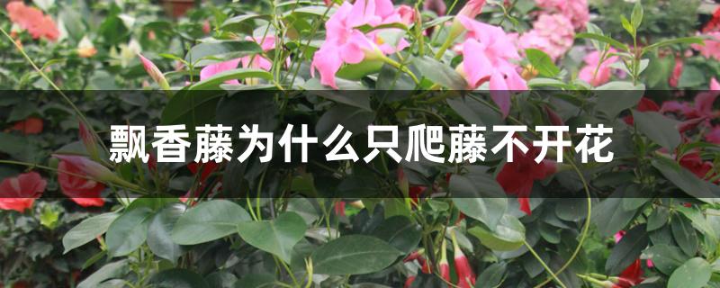 飘香藤为什么只爬藤不开花 飘香藤为什么只爬藤不开花