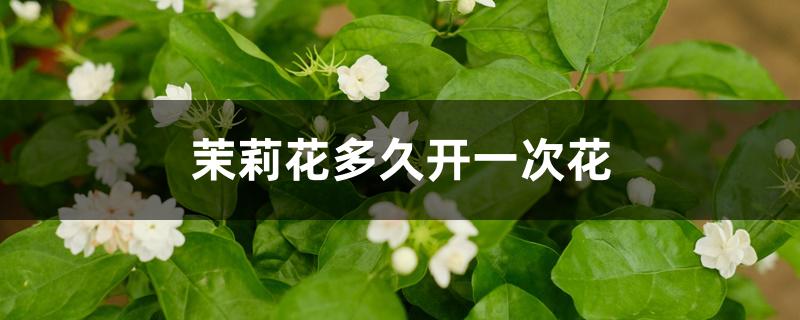 茉莉花多久开一次花 茉莉花多久开一次花