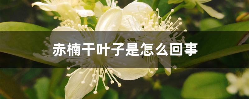 赤楠干叶子是怎么回事 赤楠干叶子是怎么回事