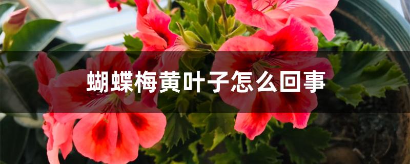 蝴蝶梅黄叶子怎么回事 蝴蝶梅黄叶子怎么回事