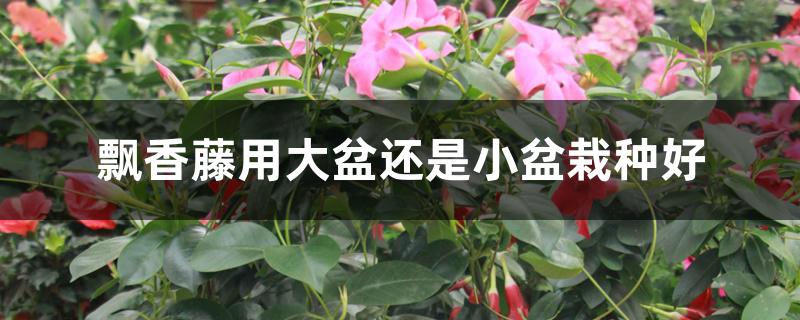 飘香藤用大盆还是小盆栽种好 飘香藤用大盆还是小盆栽种好
