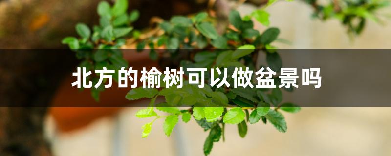 北方的榆树可以做盆景吗 北方的榆树可以做盆景吗