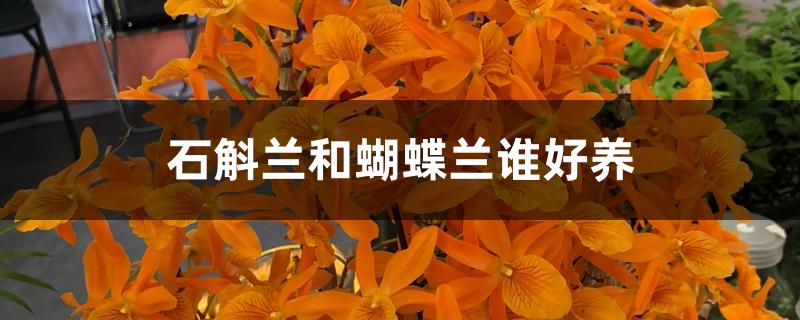 石斛兰和蝴蝶兰谁好养 石斛兰和蝴蝶兰谁好养