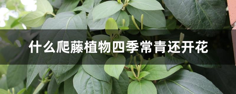 什么爬藤植物四季常青还开花 什么爬藤植物四季常青还开花