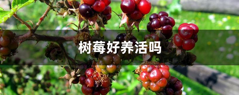 树莓好养活吗 树莓好养活吗