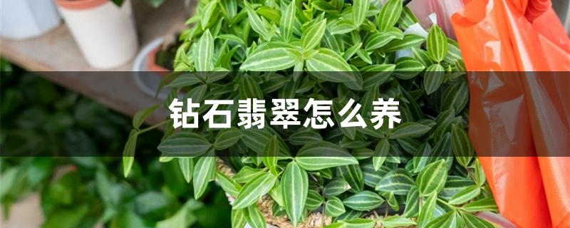 钻石翡翠怎么养 钻石翡翠怎么养