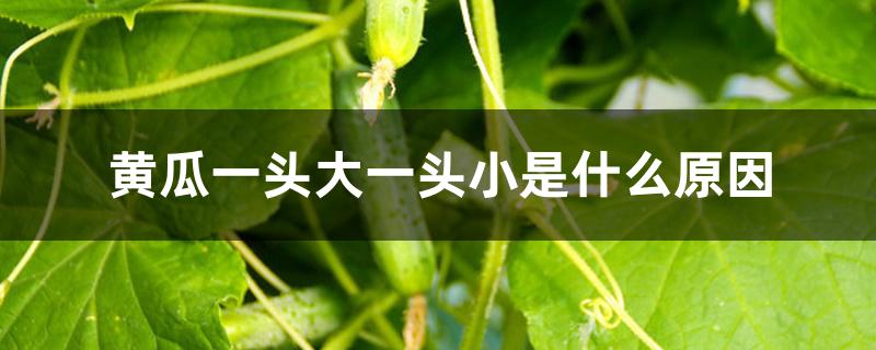 黄瓜一头大一头小是什么原因