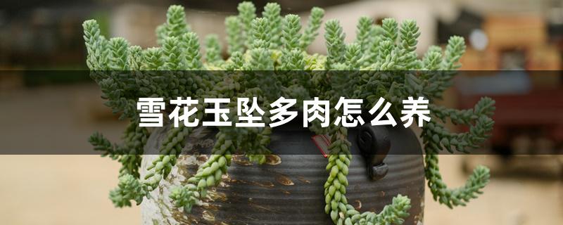 雪花玉坠多肉怎么养 雪花玉坠多肉怎么养