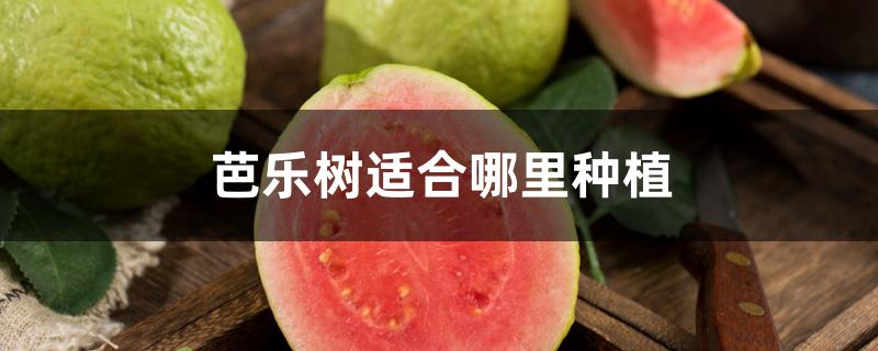 芭乐树适合哪里种植 芭乐树适合哪里种植