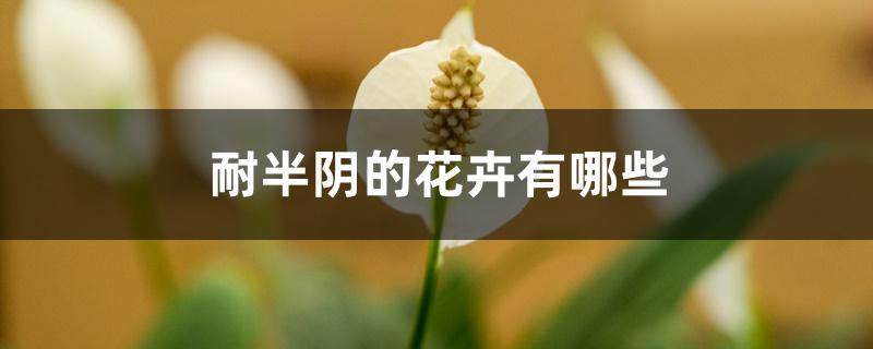 耐半阴的花卉有哪些 耐半阴的花卉有哪些