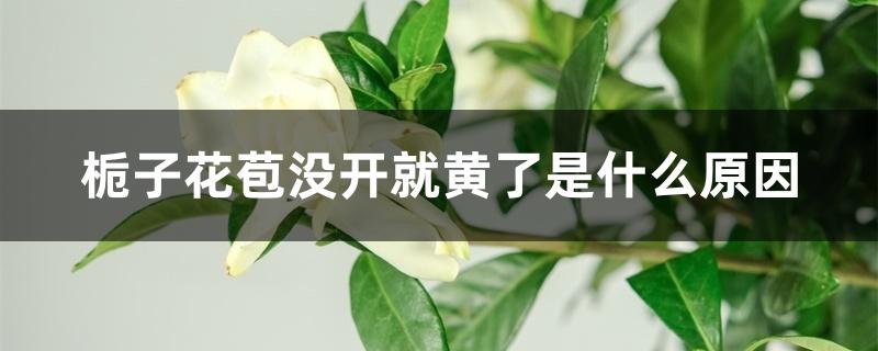 栀子花苞没开就黄了是什么原因 栀子花苞没开就黄了是什么原因
