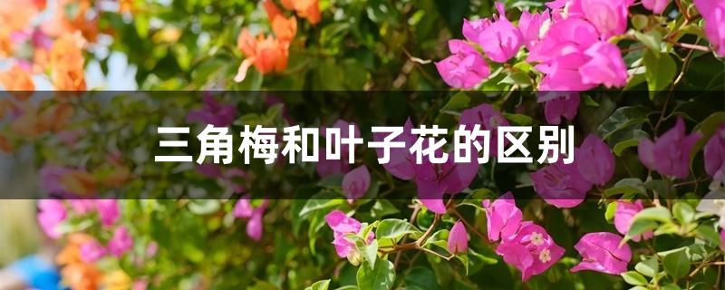 三角梅和叶子花的区别 三角梅和叶子花的区别