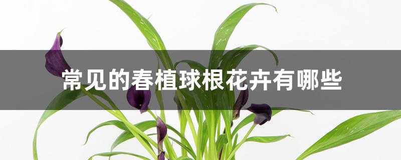 常见的春植球根花卉有哪些 常见的春植球根花卉有哪些